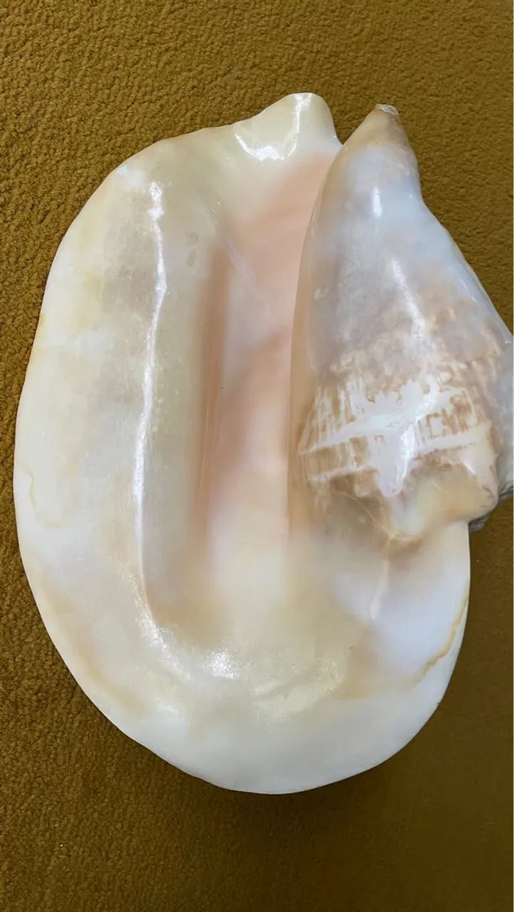 Conchas Do Mar Gigante. - Foto 3