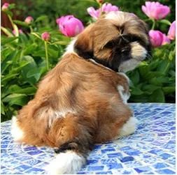 Shih-Tzu Fêmea white e chocolate: Carinho Que Cabe na Mão!