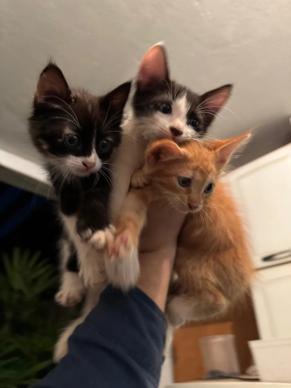 Adoção filhotes gato