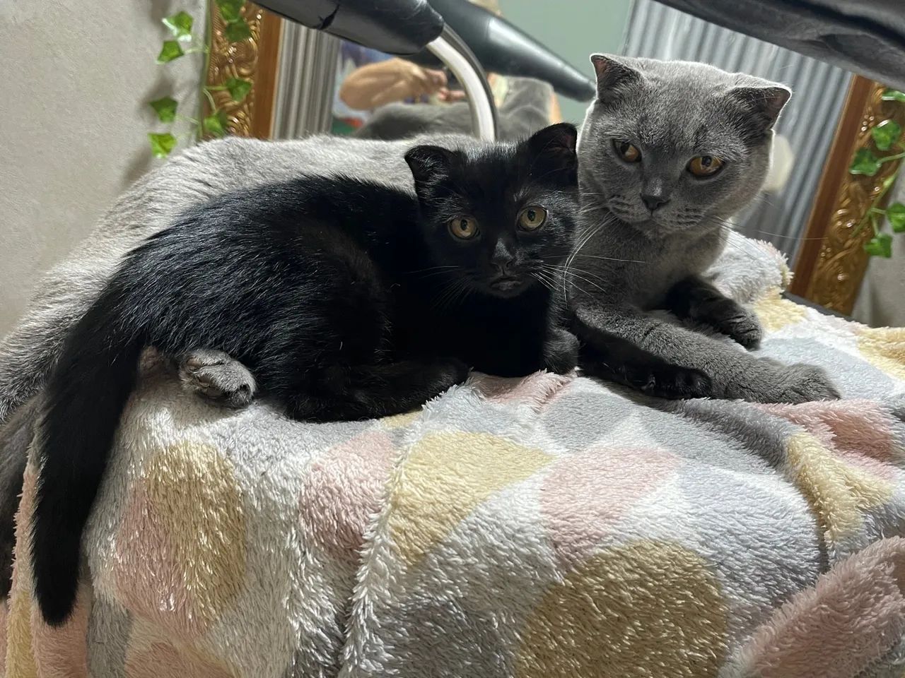 Gatinho Scottish Fold preto  - Foto 5