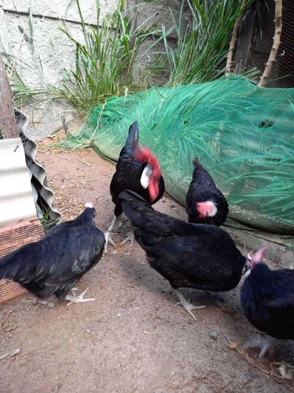 Galinha Cara de Palhaço (ovos galados) - Foto 3