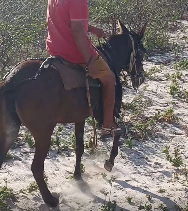 Mula de marcha picada apta a qualquer modalidade de trabalho  - Foto 3