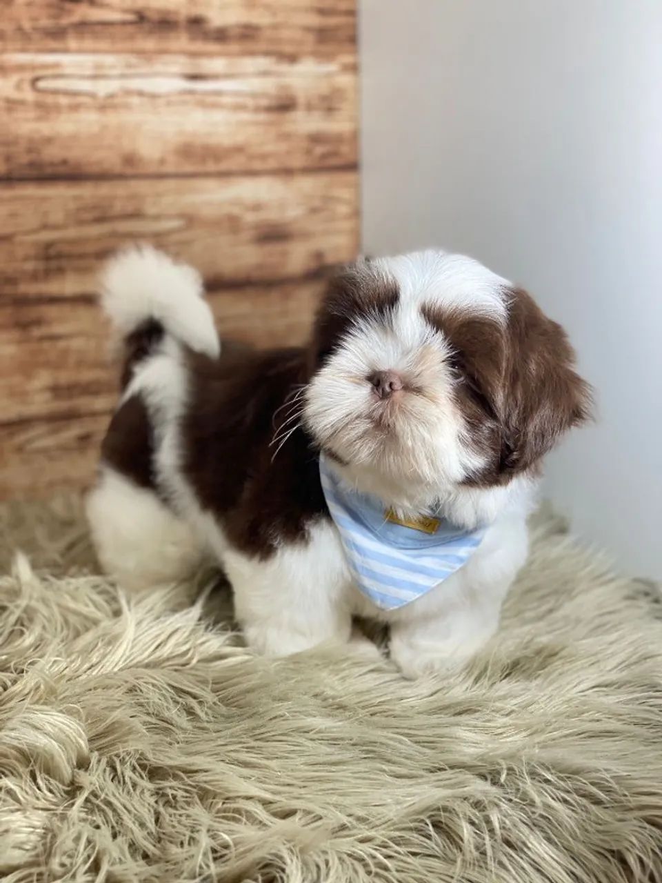 Shih Tzu Femea Filhotes Premium com Pedigree  Leve em 12x Sem Juros! chamar via whats 