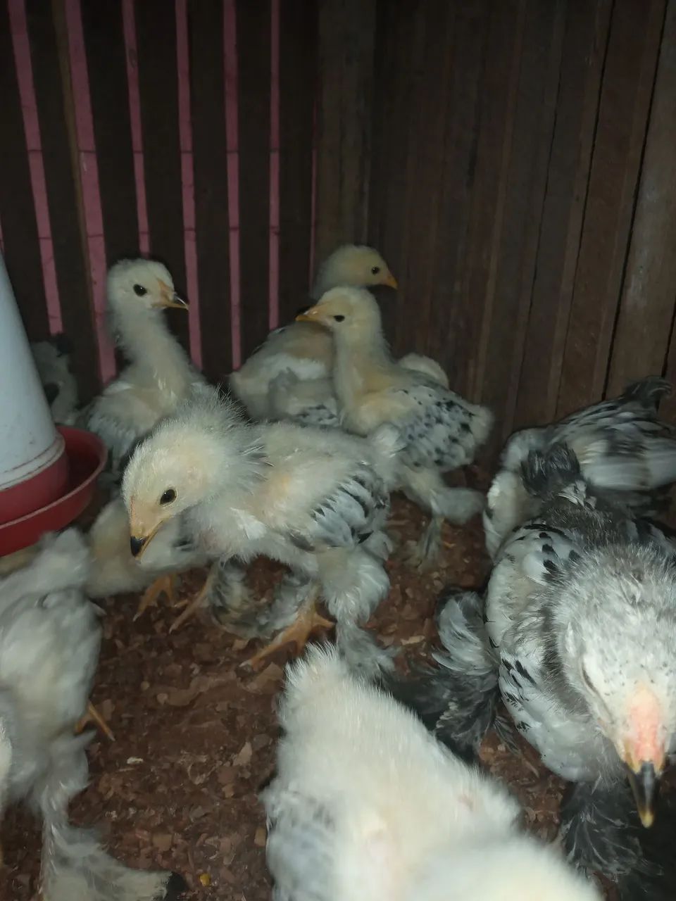 Vendo pintos brama  - Foto 5