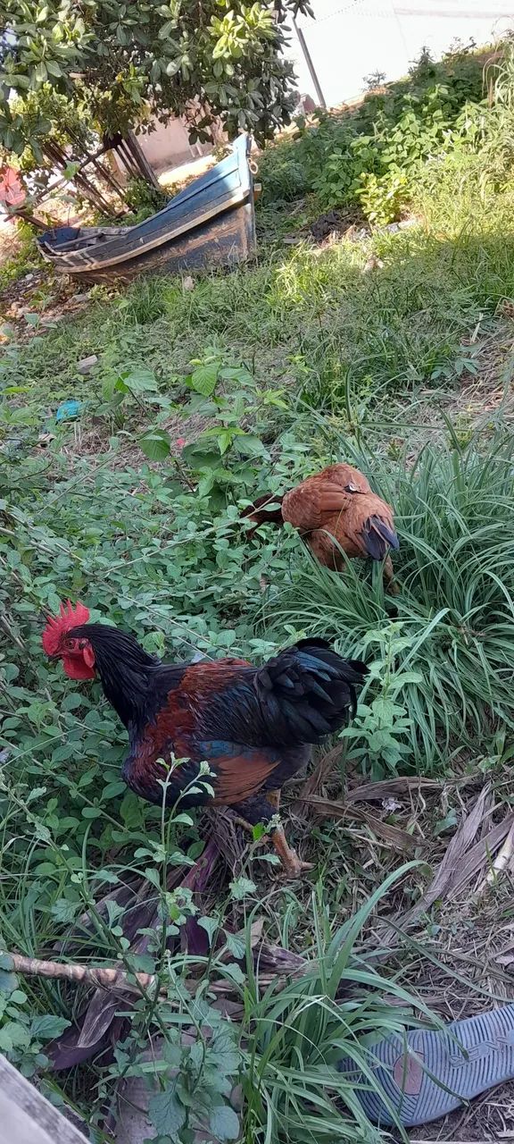 Vendo essas Galinhas