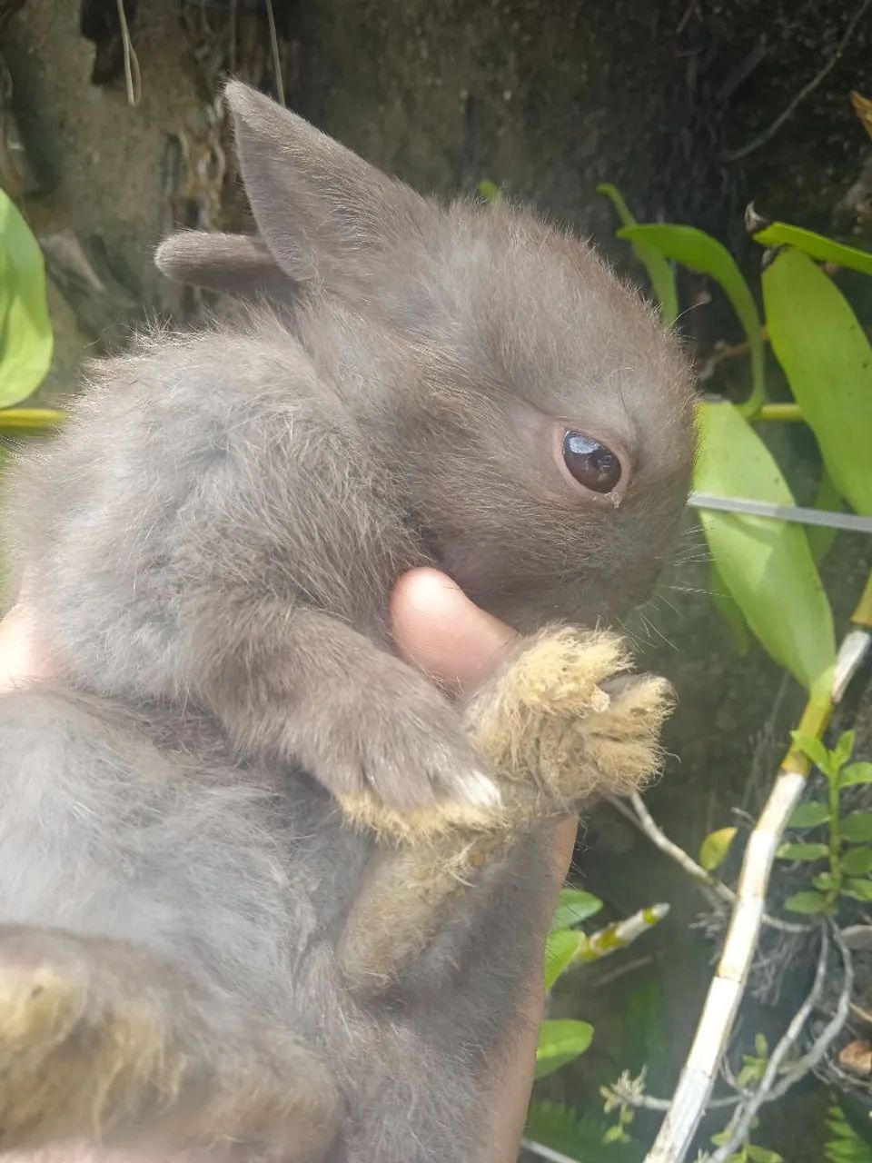 Mini coelhos holandês 