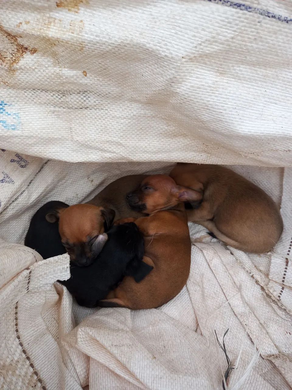 Filhotes de Pinscher macho - Foto 3