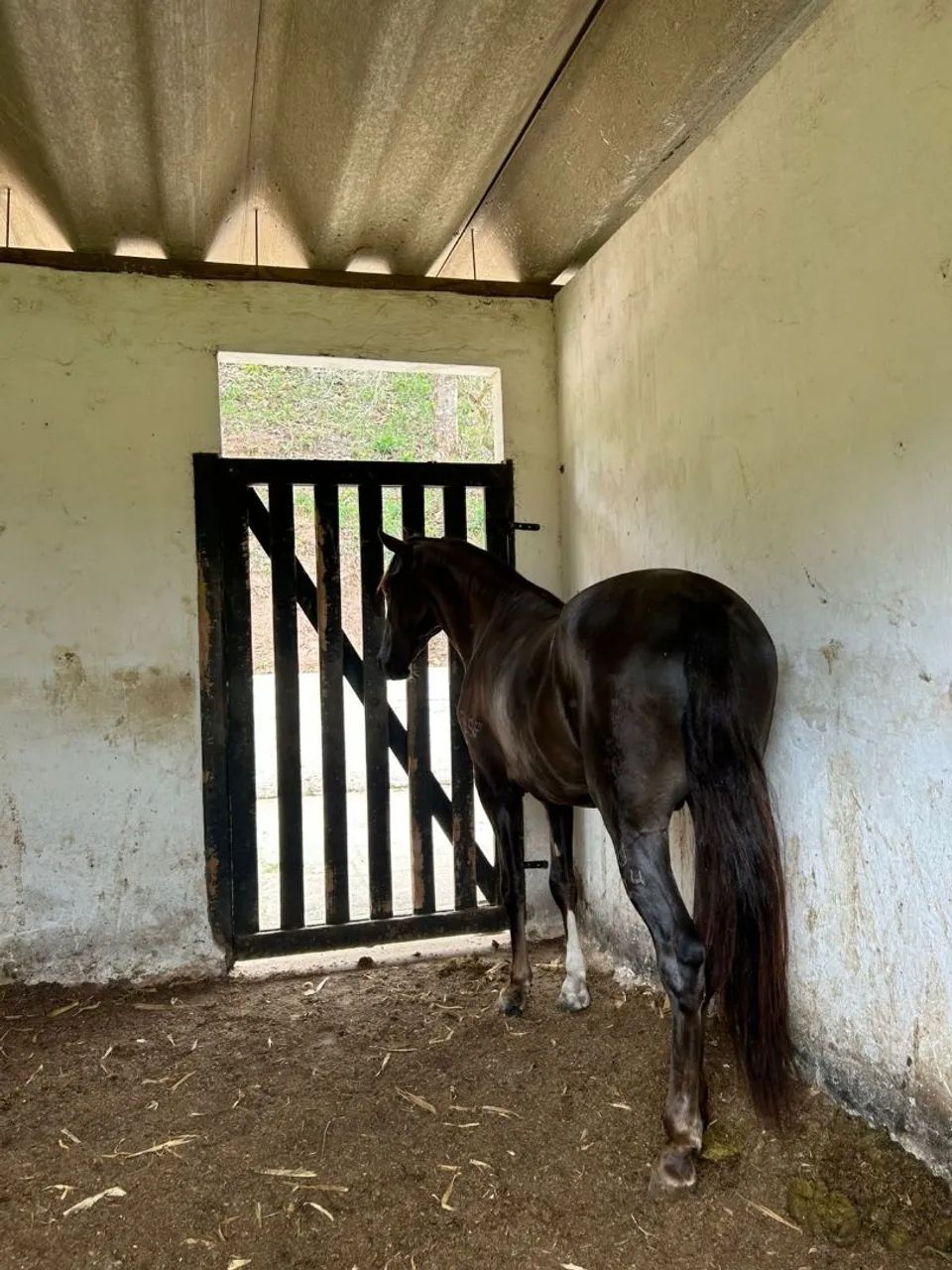 Potro registrado ! Vendo ou troco ! - Foto 2