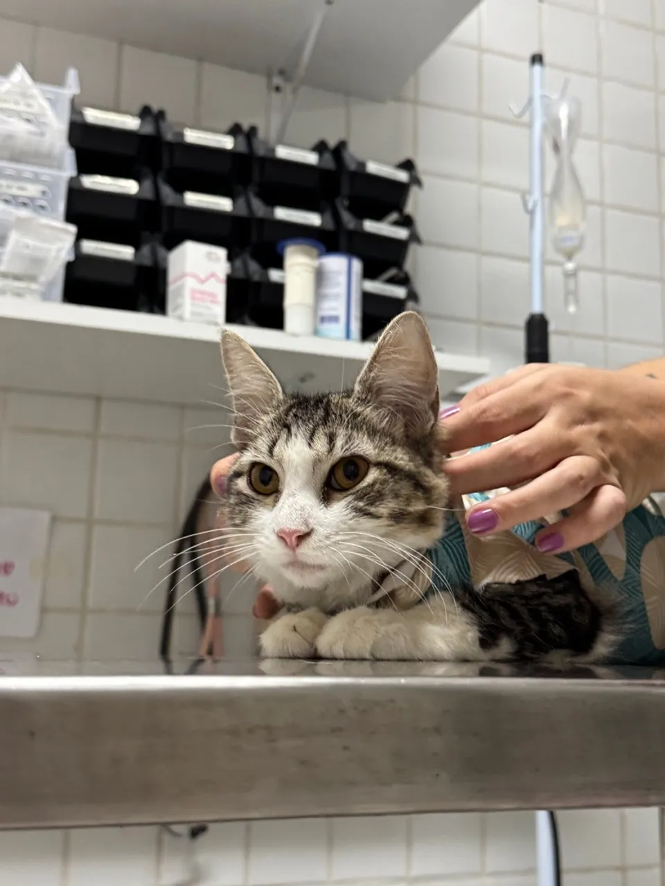 Gatinha filhote para adoção