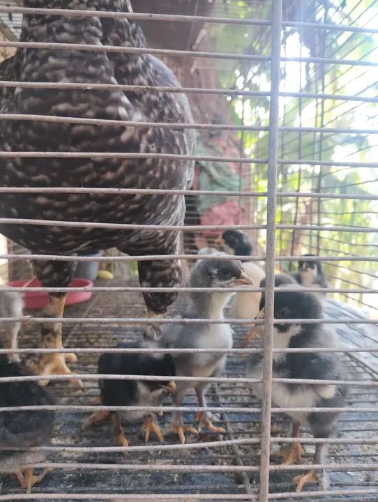 Galinha com pintinho e o galo 220$ - Foto 3