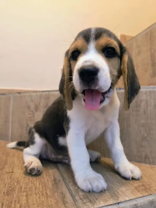 Beagle legítimo tricolor  - Foto 4