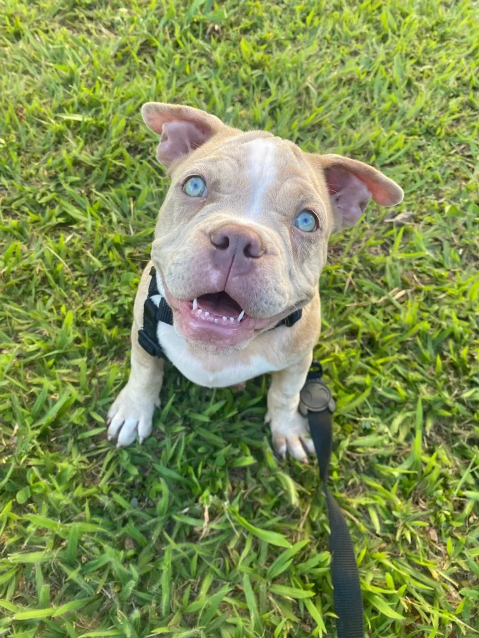 American Bully micro