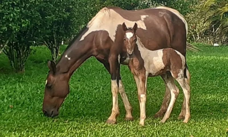 Lindos Potros e Potras Mangalarga Marchador, puro sangue, registrados, várias pelagens. - Foto 3