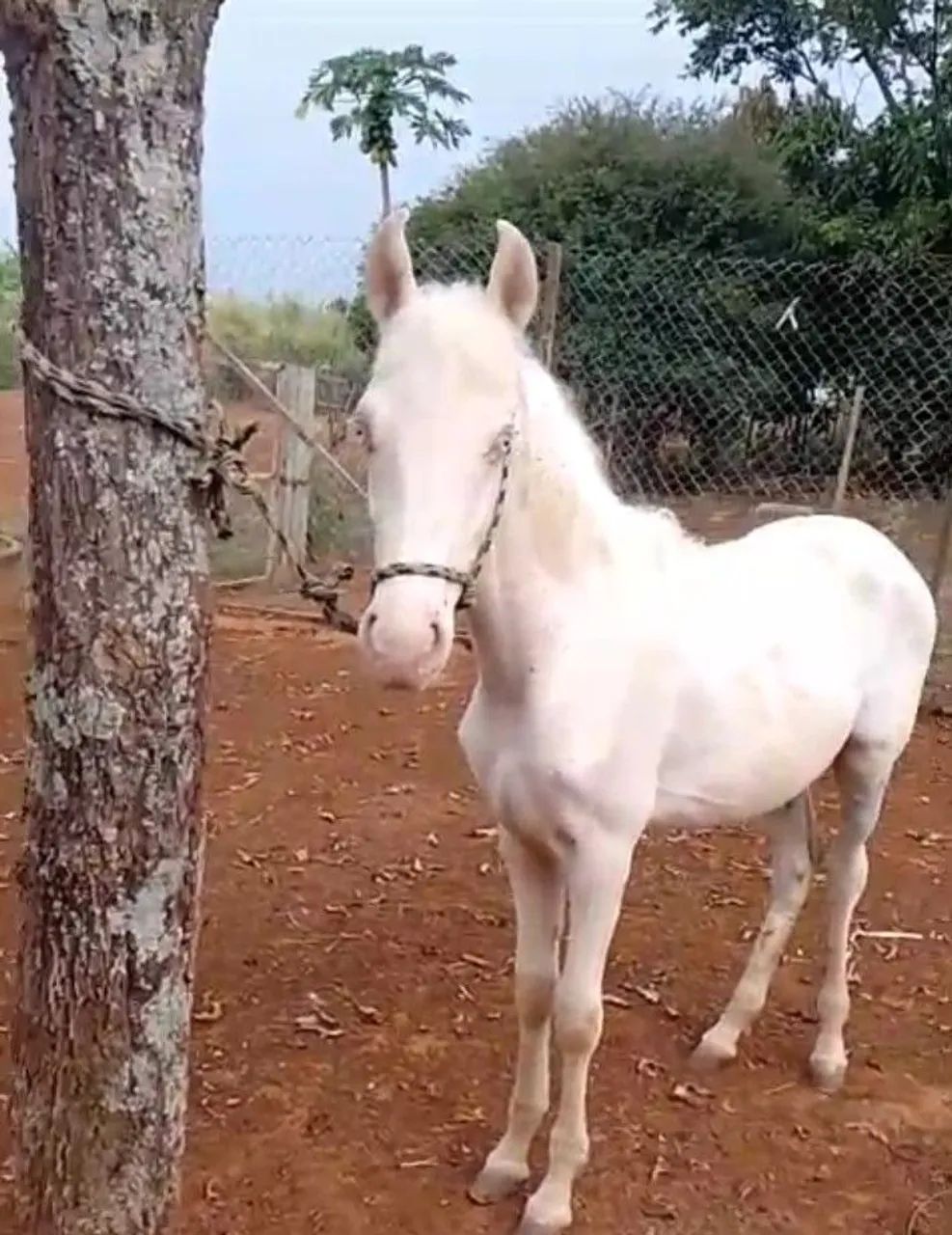 Potro mangalarga (marcha picada)