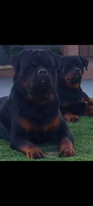 Rottweiler de alta qualidade  - Foto 2