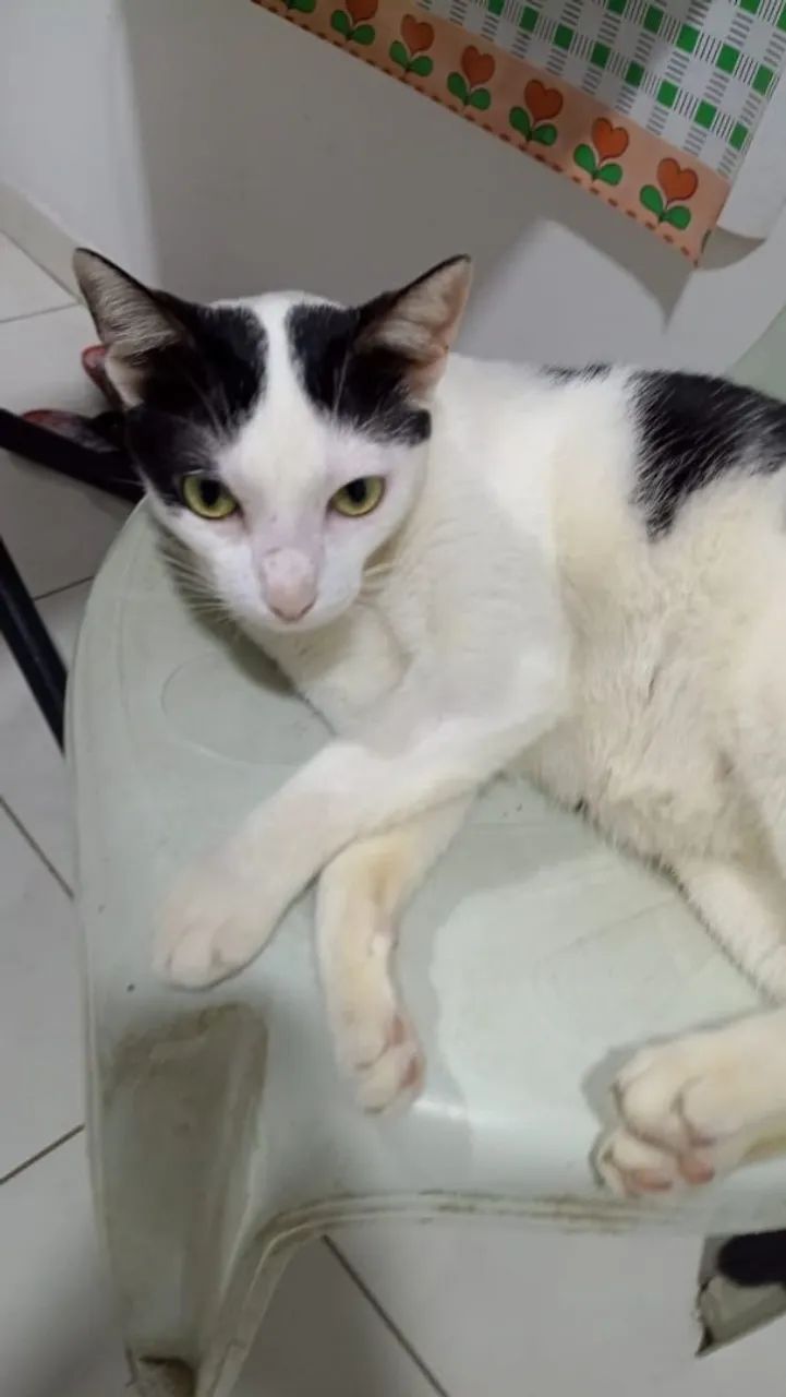Gato macho castrado e dócil  - Foto 2