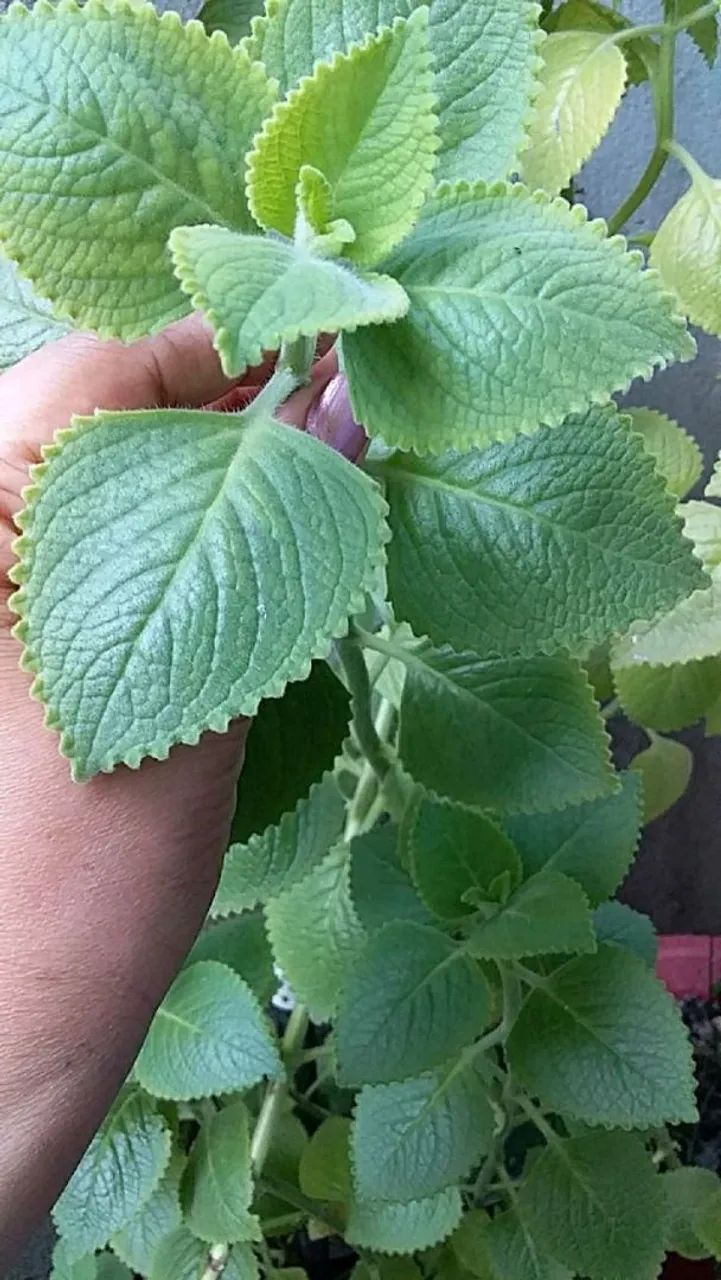 Boldo planta no vaso  - Foto 2