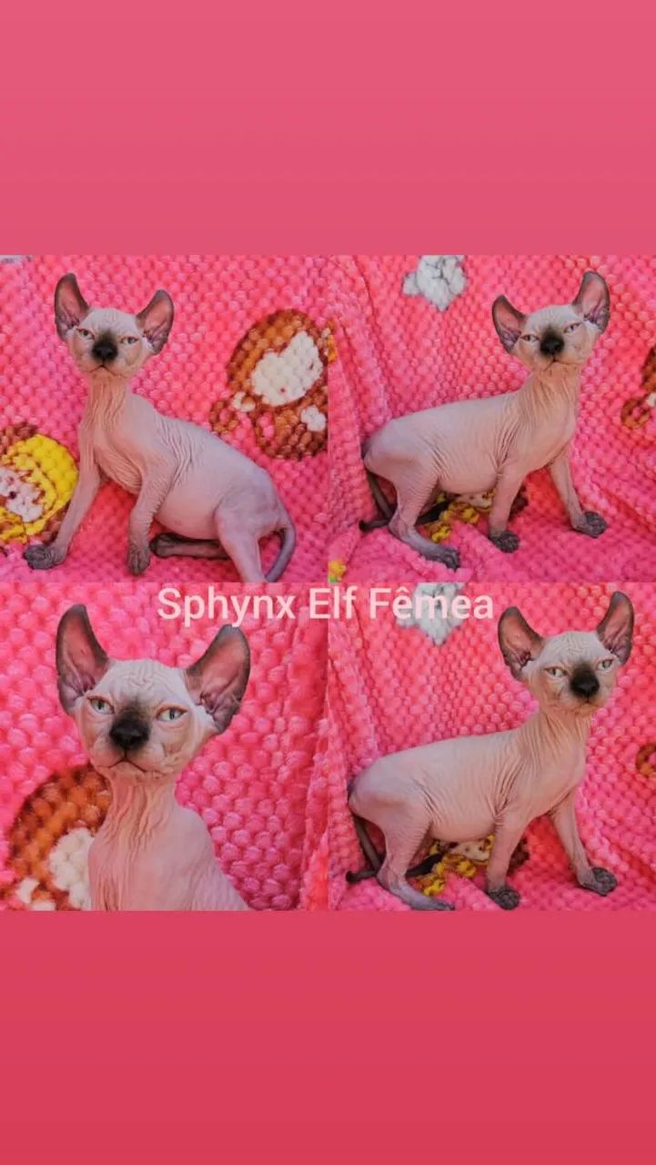 Sphynx e Elf Filhotes - Gatil BSB Cat  - Foto 2