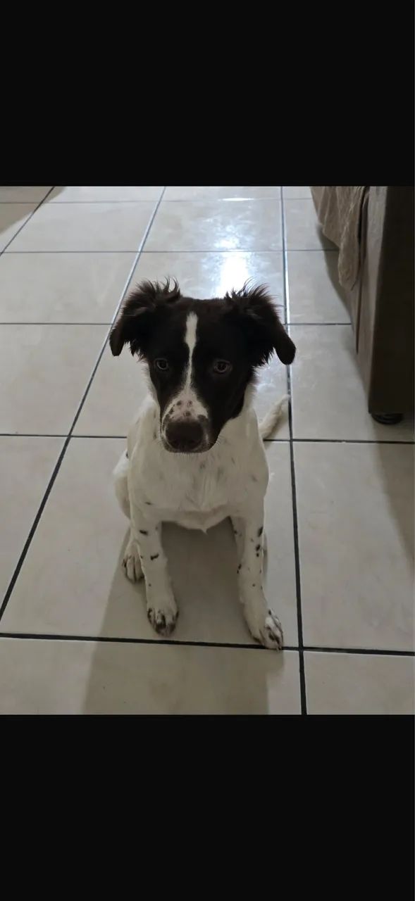 Doação cachorro  - Foto 2