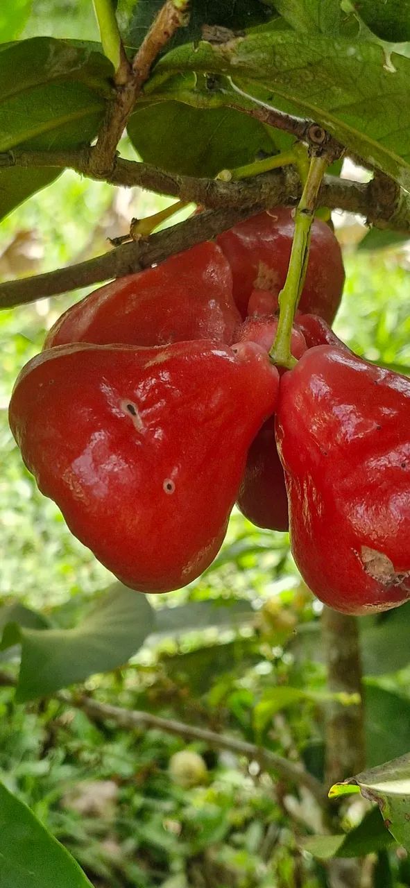 Sítio localizado em Moreno-Pe - Foto 8