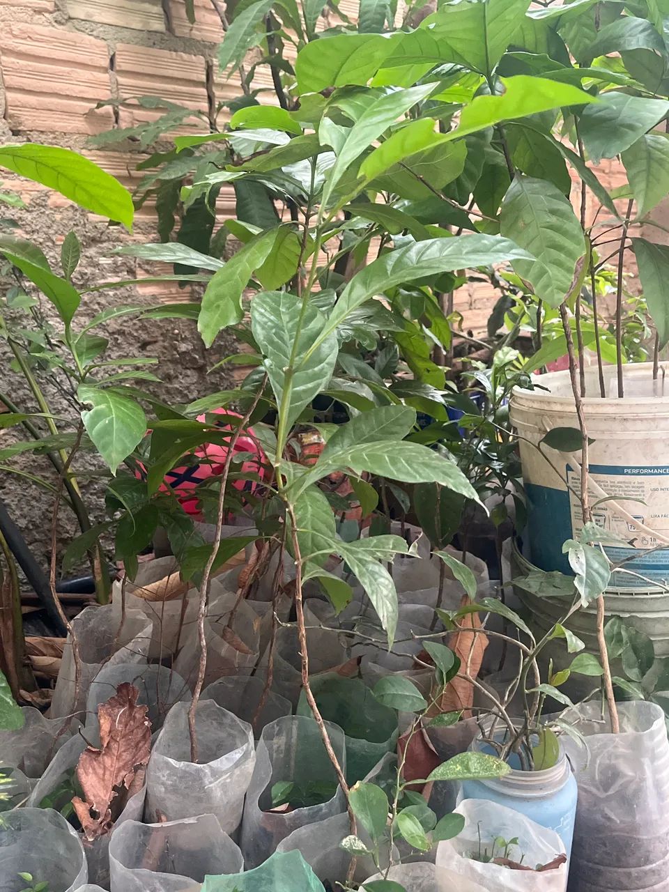 Vende se mudas de café 
