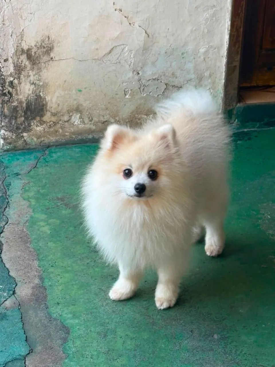 Spitz alemão
