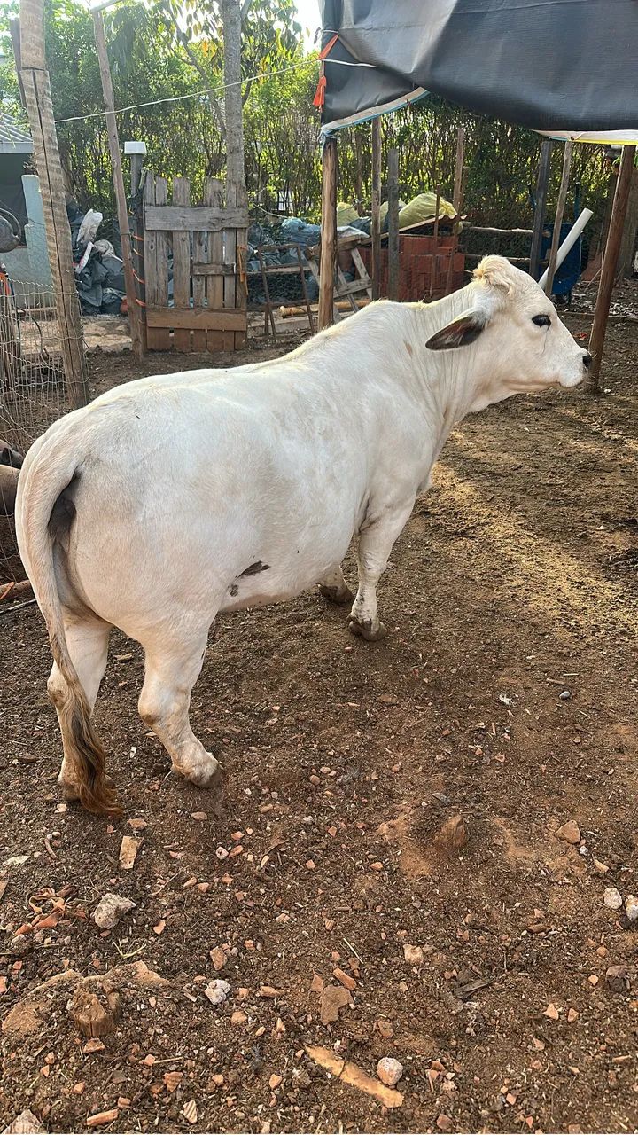 Vaca 
