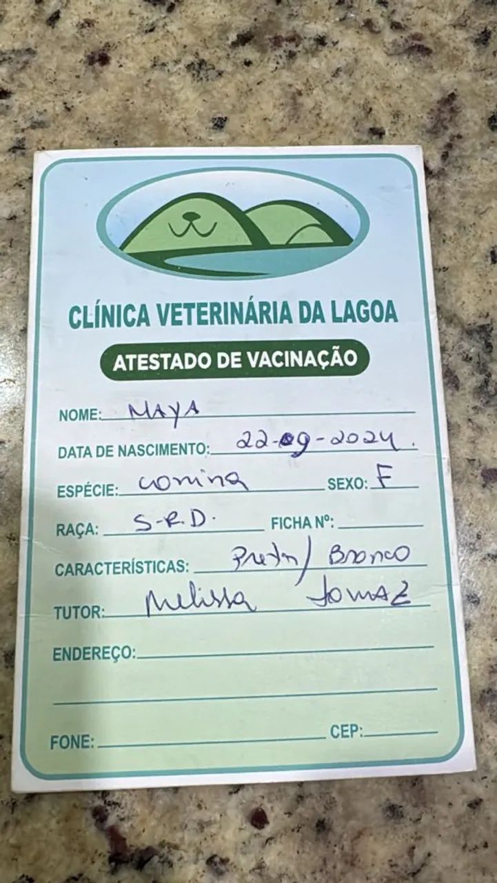 Doação cachorro (fêmea) - Foto 3
