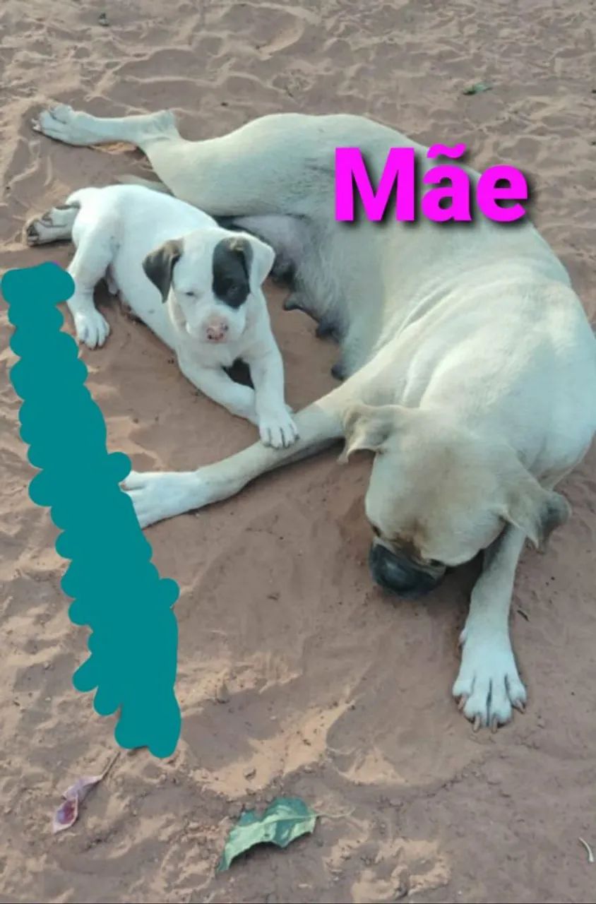 Macho de boxer legítimo - Foto 3