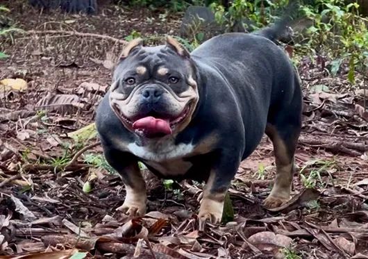 American Bully - Foto 5