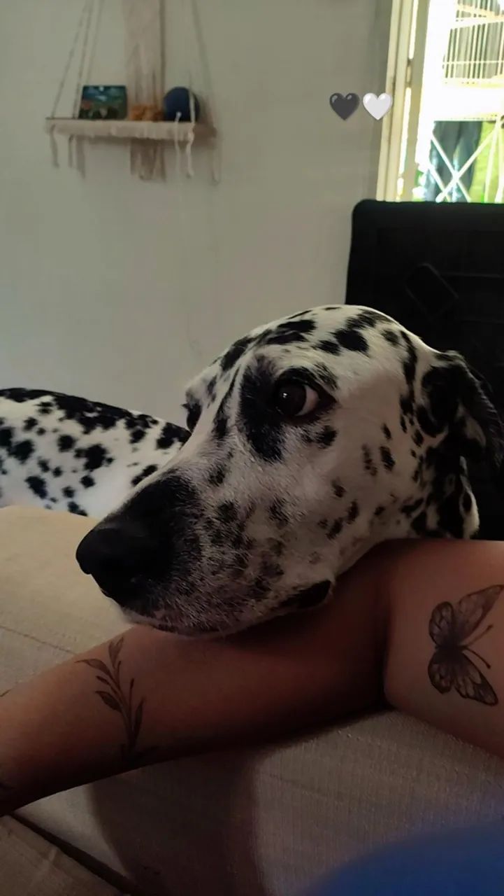 Dálmata para doação  - Foto 2