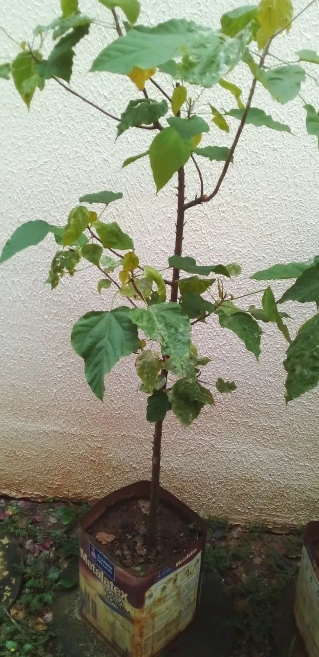 Muda de Urucum. - Foto 2