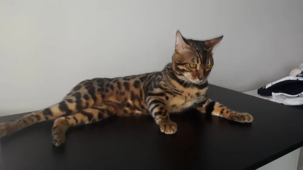 Gato Bengal macho  - Foto 2