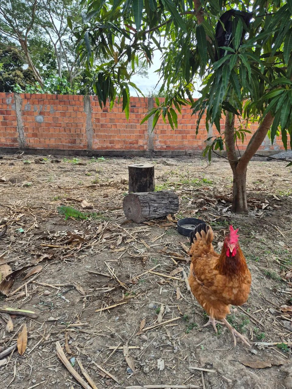 2 lotes no Parque Ohara - Foto 3