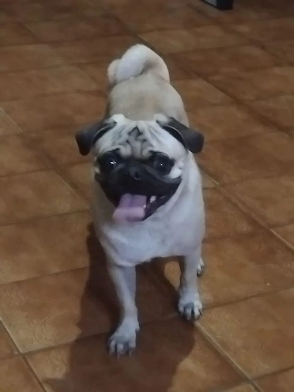 Procurando namorada tem 2 anos  - Foto 2