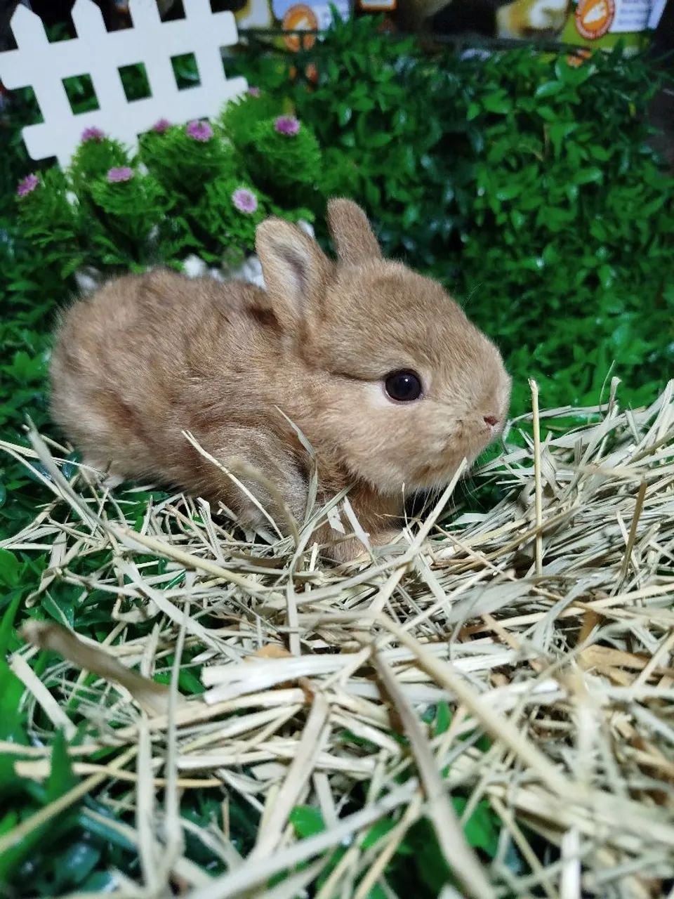 Mini coelhos ? - Foto 5