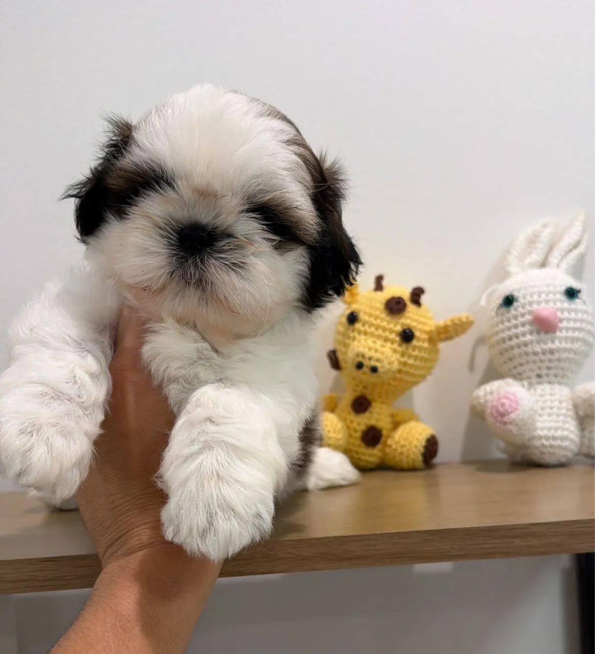 Shihtzu Branca e Castanho, com pedigree e vacinada