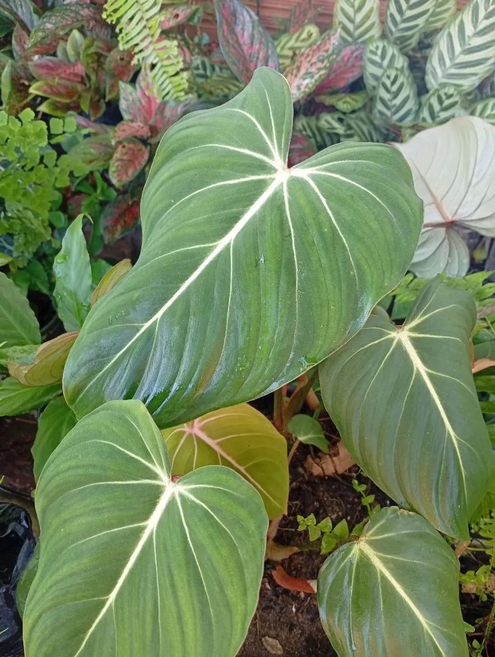 Vende-se plantas  - Foto 3