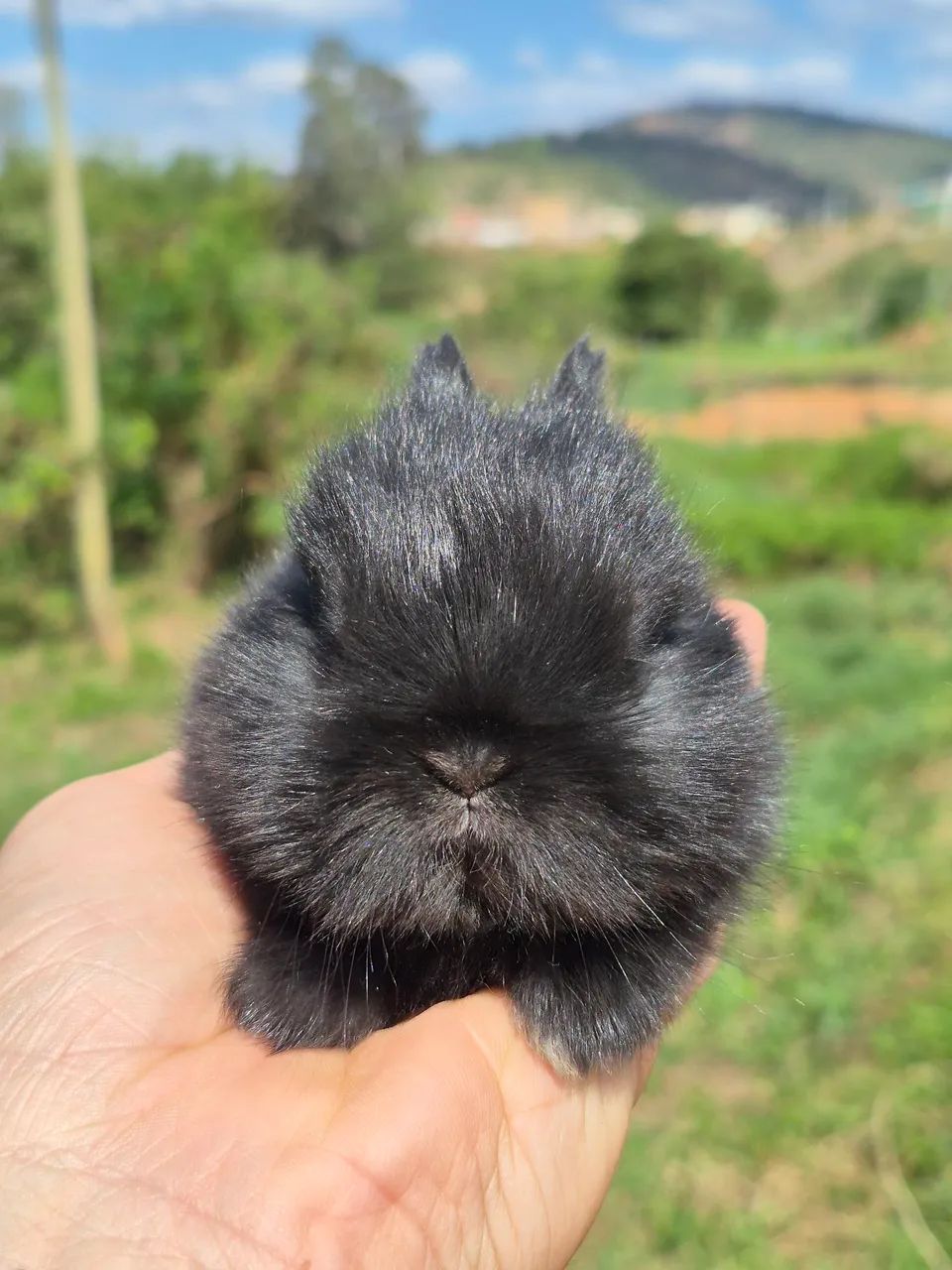 Mini coelhos 