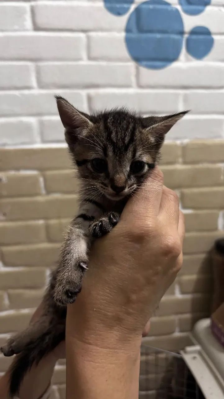 Gatinhas para adoção 
