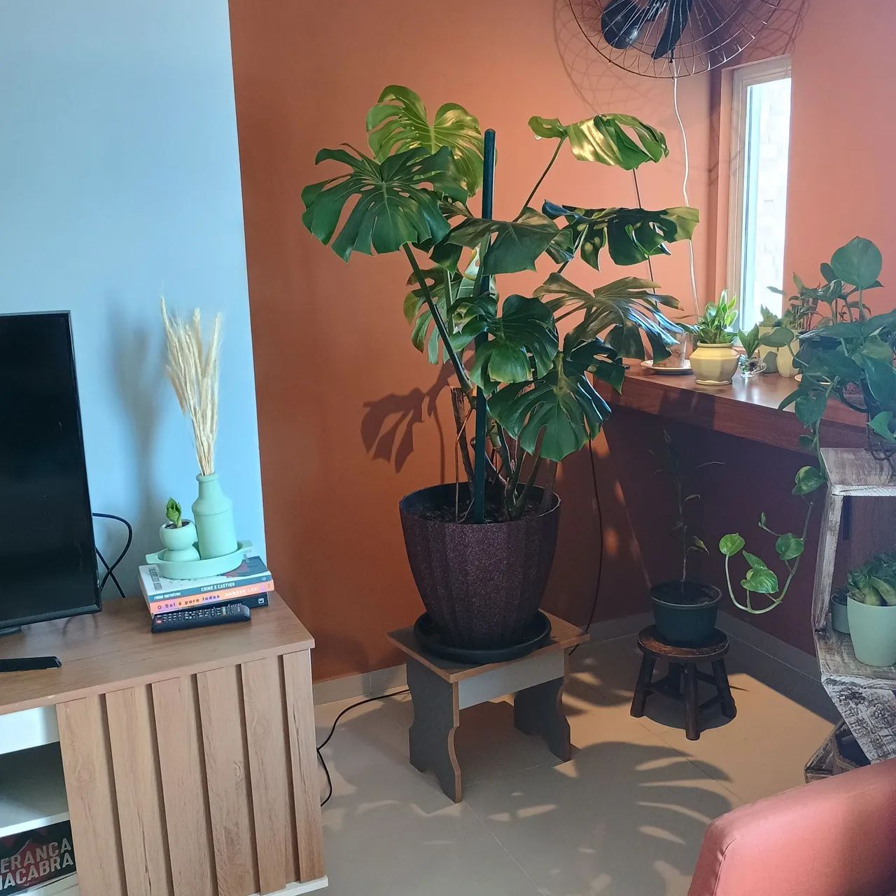 Palmeira Areca - Foto 2