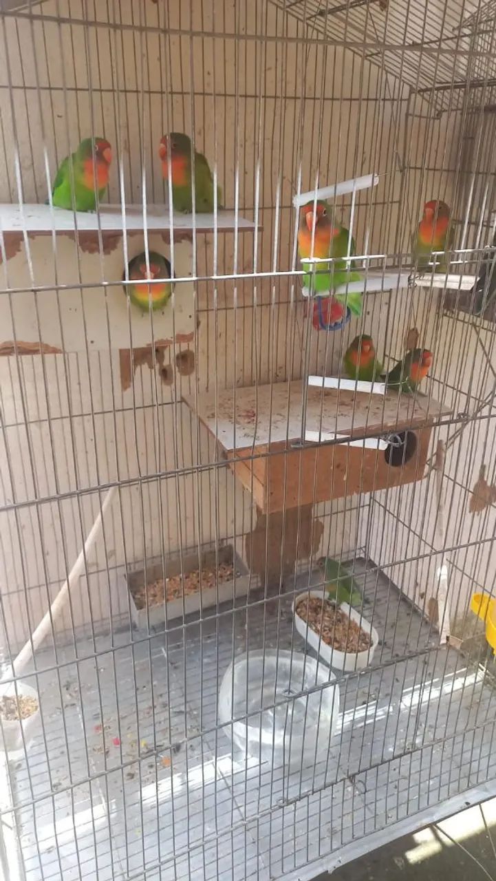 Perequitos alcapone