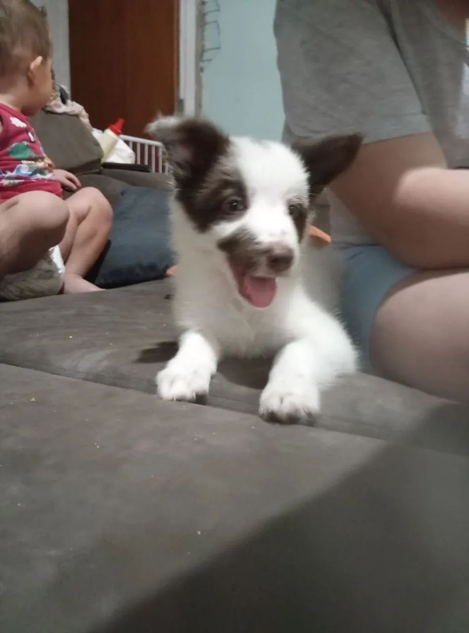 Filhote de Boder colie  - Foto 2