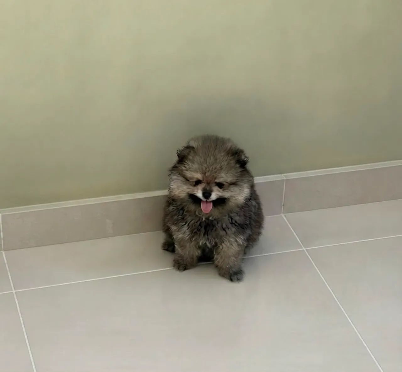 Spitz Alemão  - Foto 3