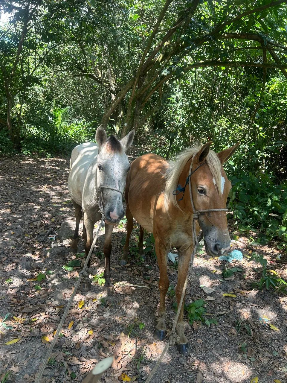 Vendo Duas potras  - Foto 3