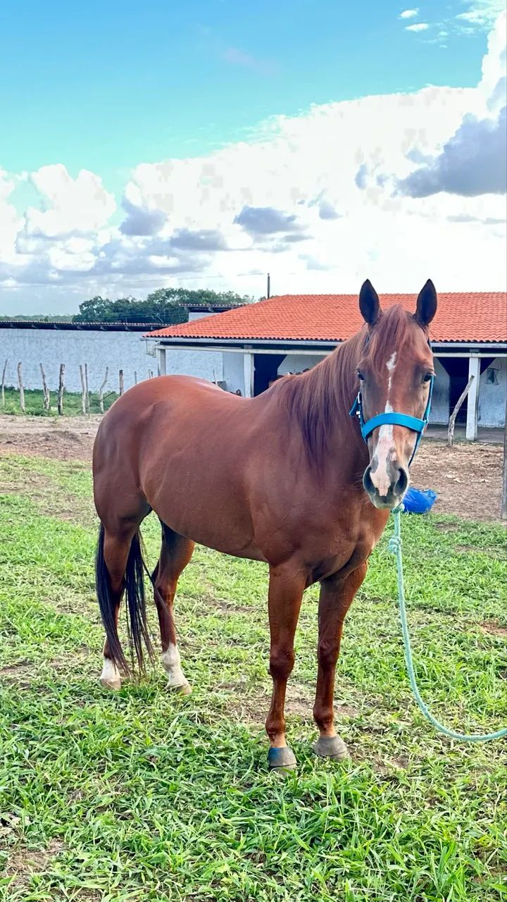 Égua Quarto De Milha PO de esteira  - Foto 2