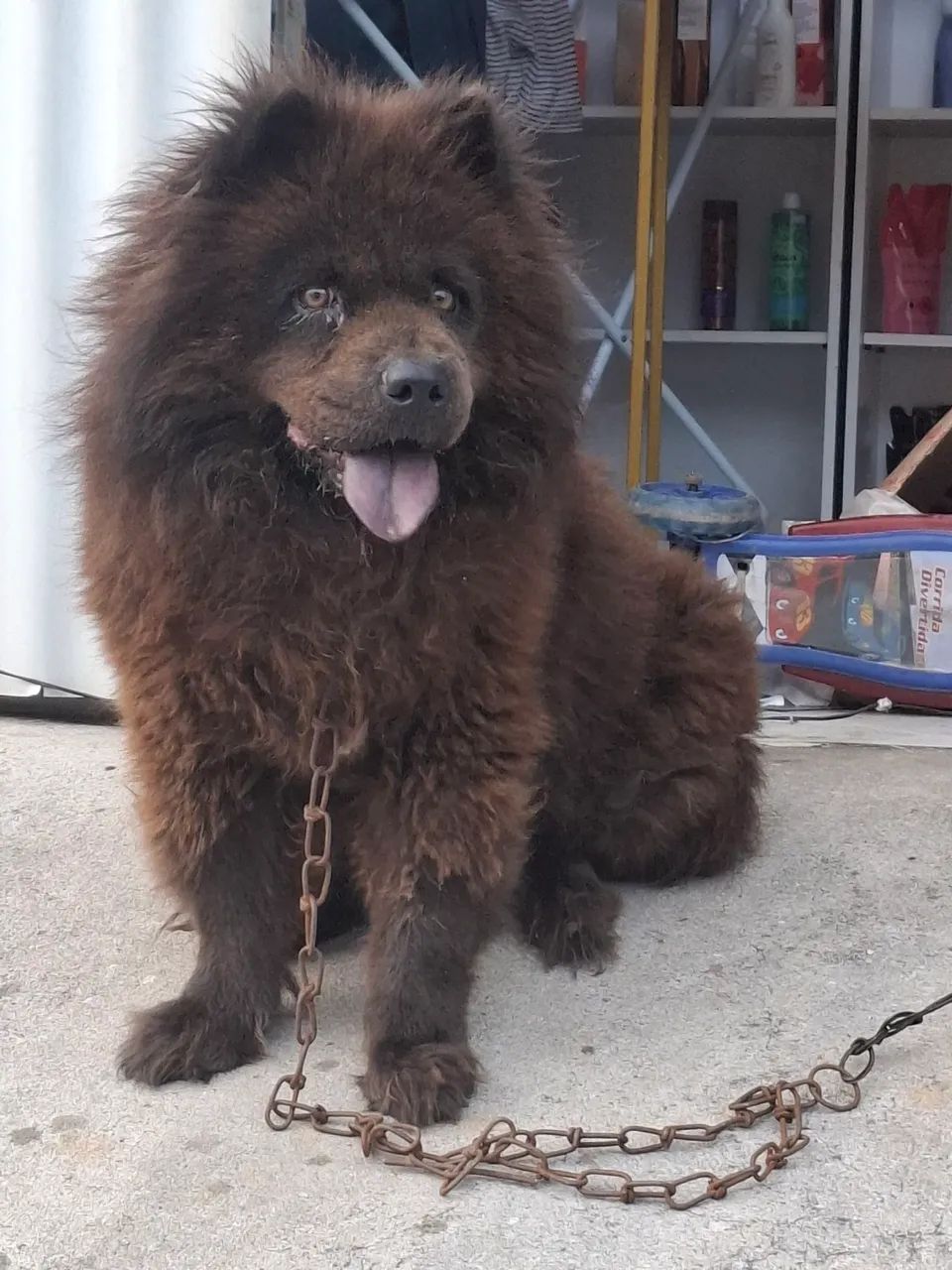 Chow chow fêmea  - Foto 3