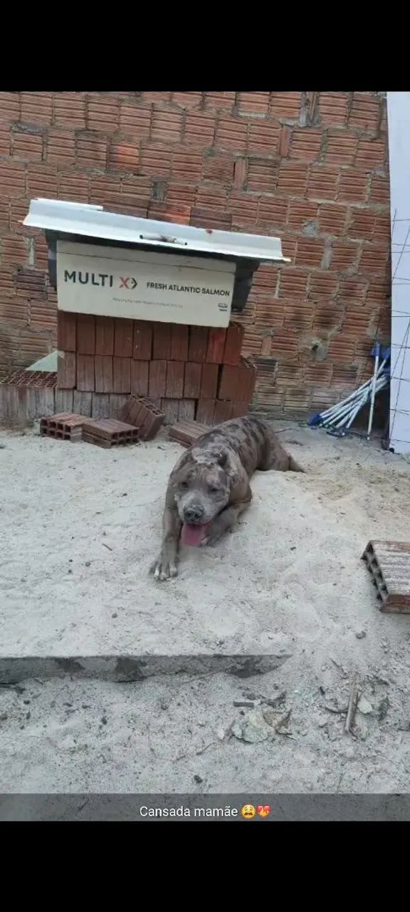 Cadela pitmonster  - Foto 4