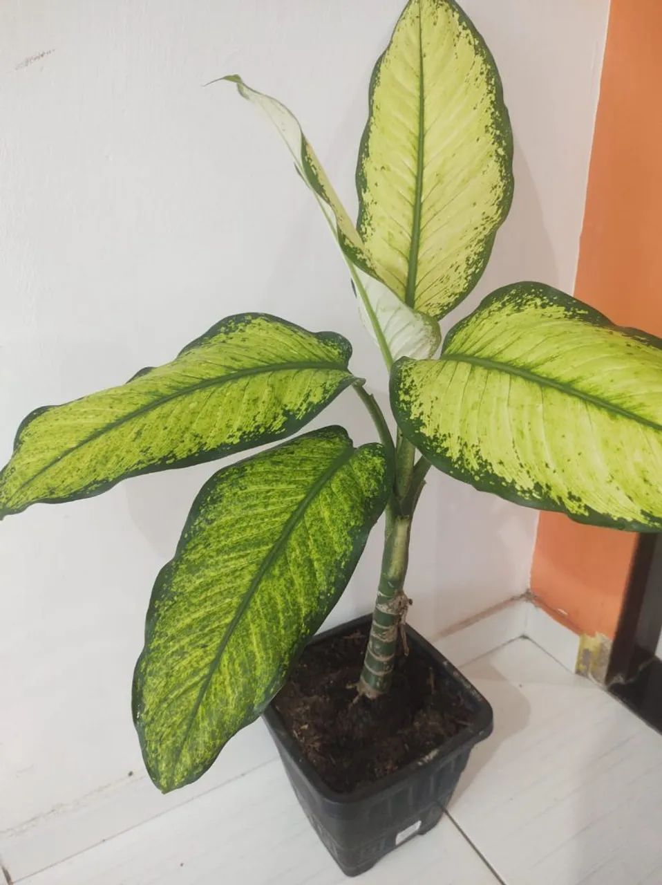 Planta comigo ninguém pode - Foto 3