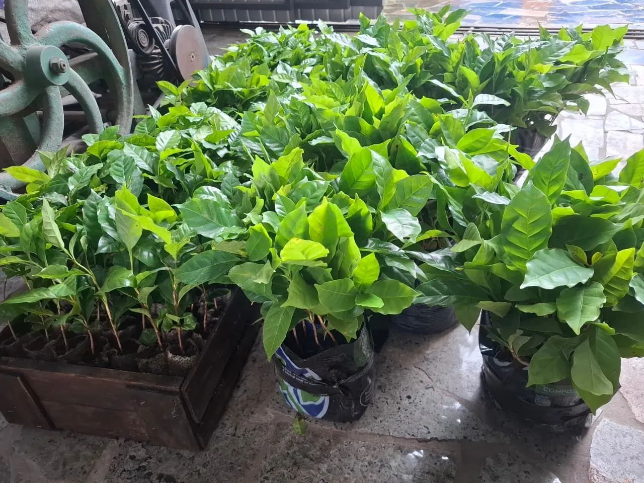 Mudas de café  - Foto 3